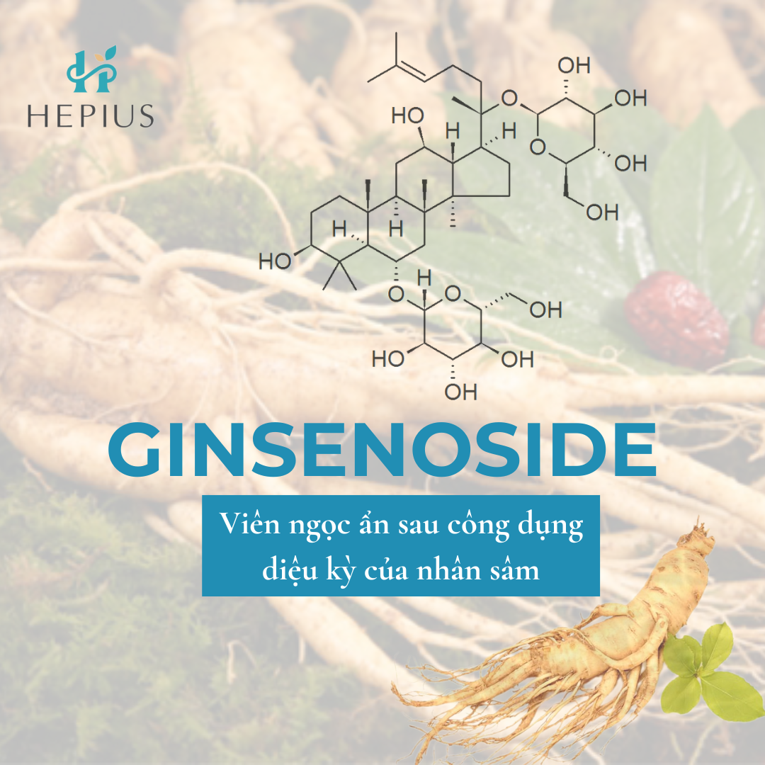 Ginsenoside - Viên Ngọc Ẩn Sau Công Dụng Diệu Kỳ Của Nhân Sâm