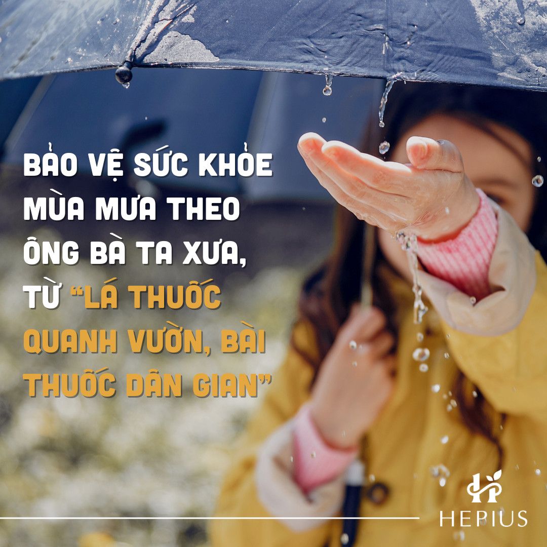 Hepius sâm mỹ CK mùa mưa