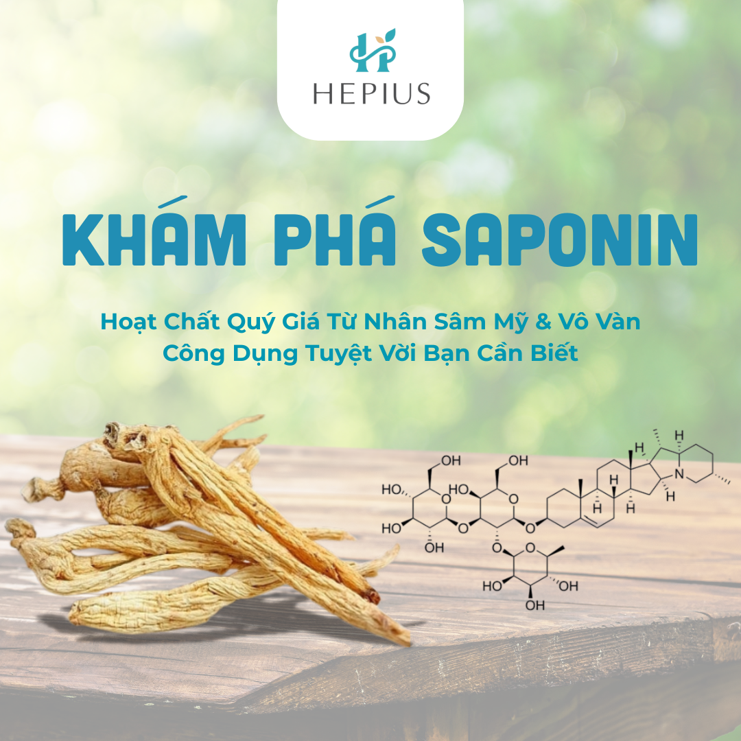 Khám Phá Saponin: Hoạt Chất Quý Giá Từ Nhân Sâm Mỹ & Vô Vàn Công Dụng Tuyệt Vời Bạn Cần Biết