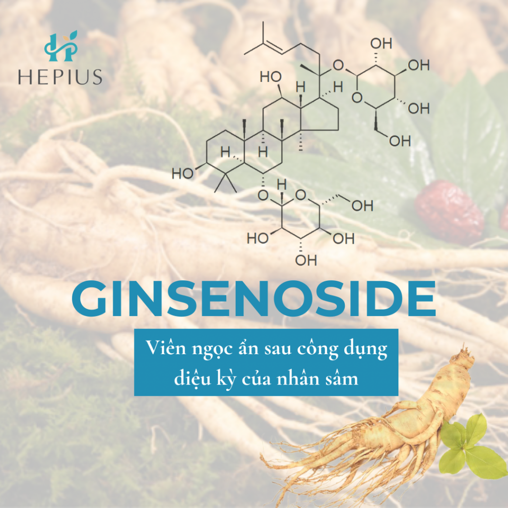 Nổi bật trong số các saponin là ginsenoside - Một hợp chất đặc hữu trong thực vật họ Panax