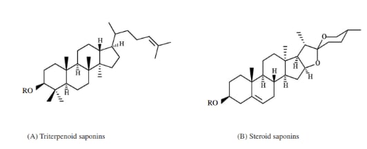 Saponin được chia thành 2 nhóm phổ biến là saponin Triterpenoid và Saponin Steroid