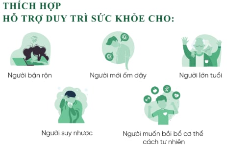 Nấm linh chi là một dược liệu lý tưởng dành cho nhiều đối tượng