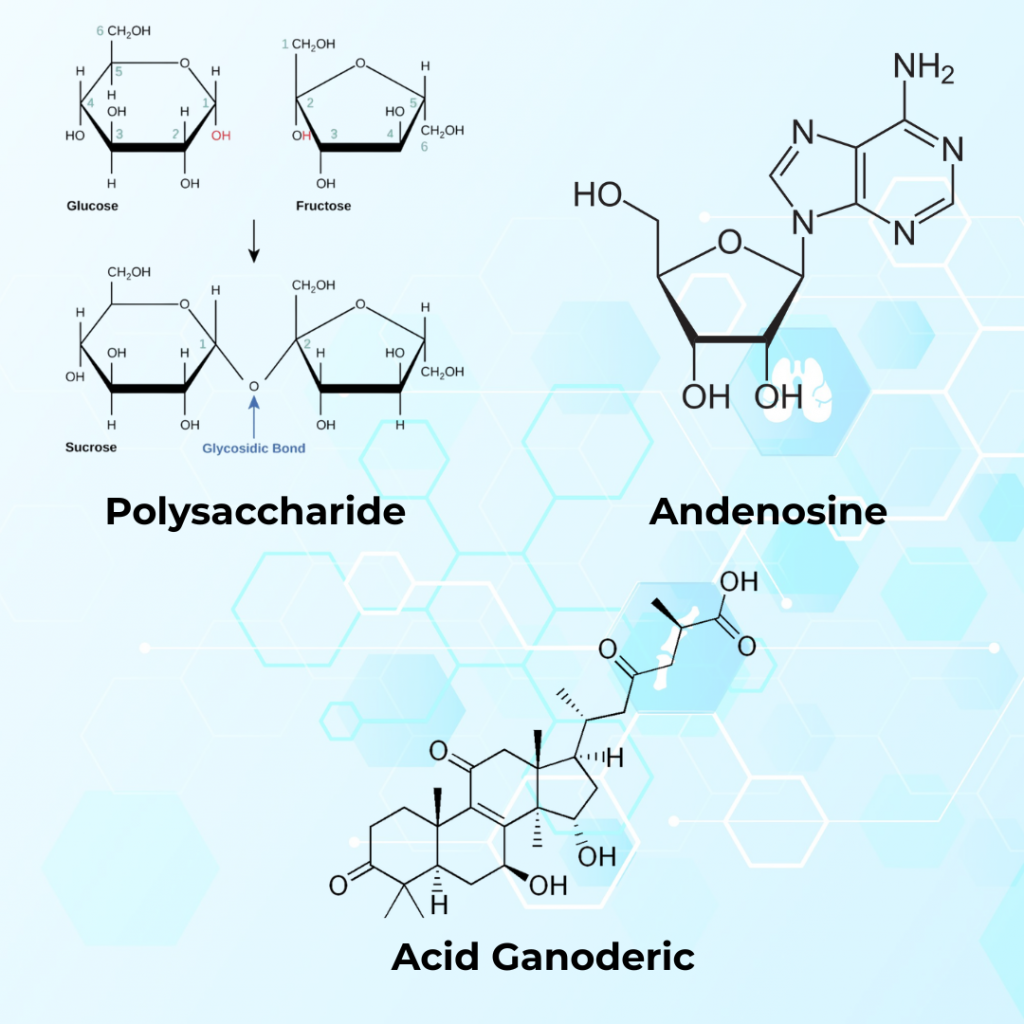 Triterpenoid, Acid Ganoderic, Polysaccharides, Germanium và Adenosine là những hoạt chất làm nên công dụng kỳ diệu của linh chi