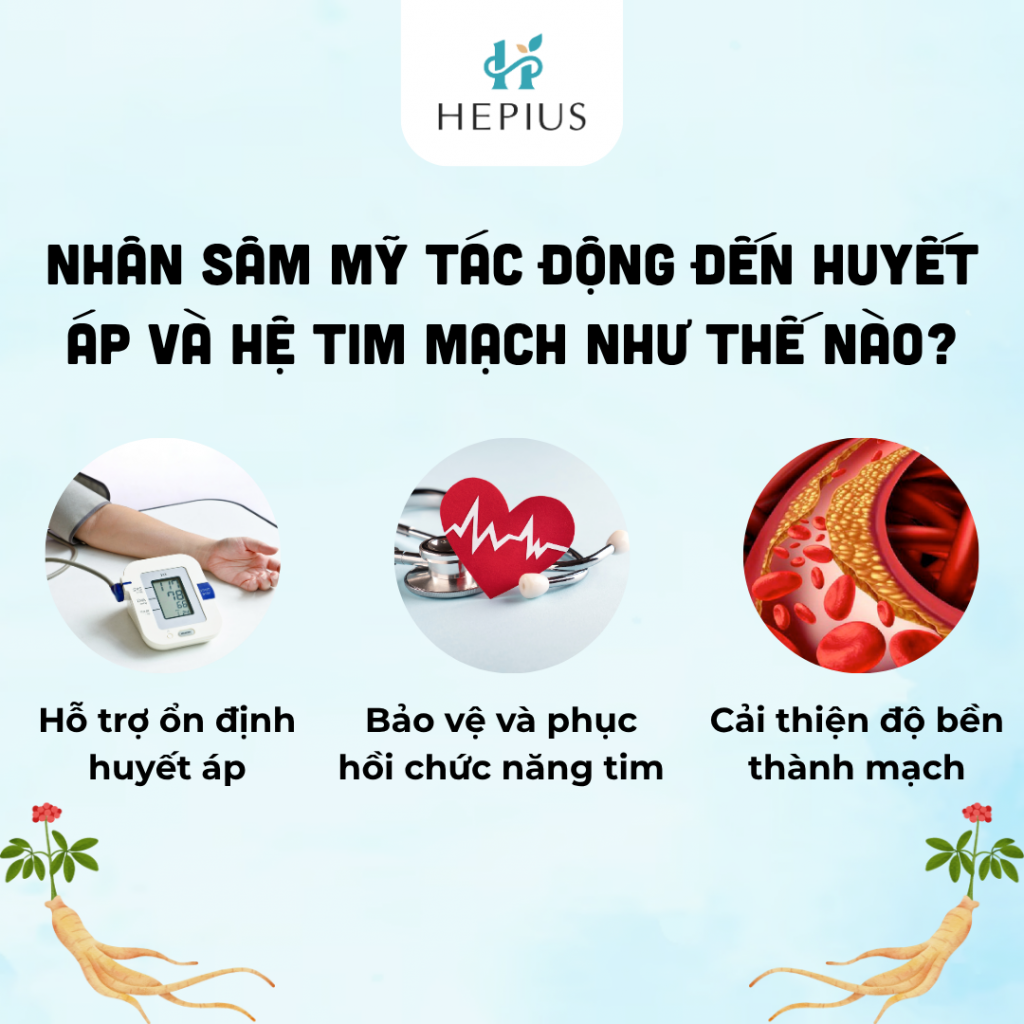 Nhân sâm Mỹ có nhiều tác động tích cực đến huyết áp và hệ tim mạch