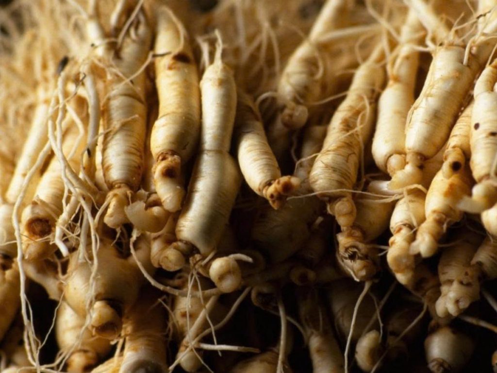 Sâm Mỹ – Giải pháp hỗ trợ cho người đái tháo đường 3 Sâm Mỹ giúp kiểm soát đường huyết tự nhiên cho người đái tháo đường