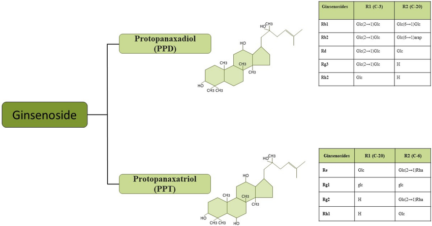 Ginsenoside trong nhân sâm Mỹ được chia thành 2 nhóm chính: protopanaxadiol và protopanaxatriol