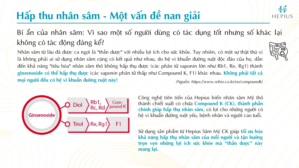 Khả năng chuyển hóa ginsenoside thành Compound K phụ thuộc vào hệ vi sinh vật trong đường ruột. Đây cũng là lý do một số người dùng nhân sâm Mỹ sẽ có hiệu quả rõ rệt hơn người khác