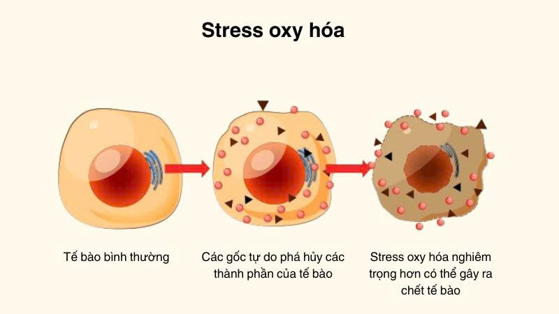 Sâm Mỹ giúp ổn định nồng độ cortisol - hormone gây stress oxy hóa