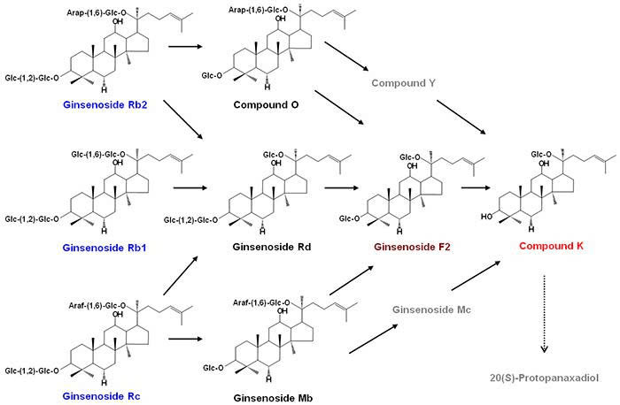 Compound K - Chất chuyển hóa sinh học của Ginsenoside